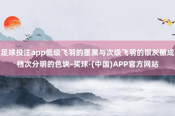 足球投注app低级飞羽的墨黑与次级飞羽的银灰酿成档次分明的色块-买球·(中国)APP官方网站